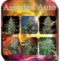 Buddha Samen Assorted Auto Mix Pack