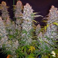 Sativa Samen Jock Horror Auto