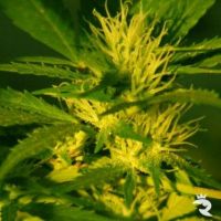 Sativa Samen Jock Horror
