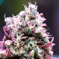 Amnesia Flash Auto