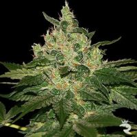 World of Samen Afghan Kush