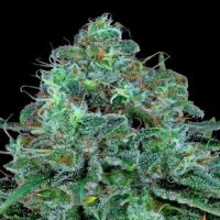 Critical Kush