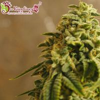Sherbert Gorilla Feminised Samen